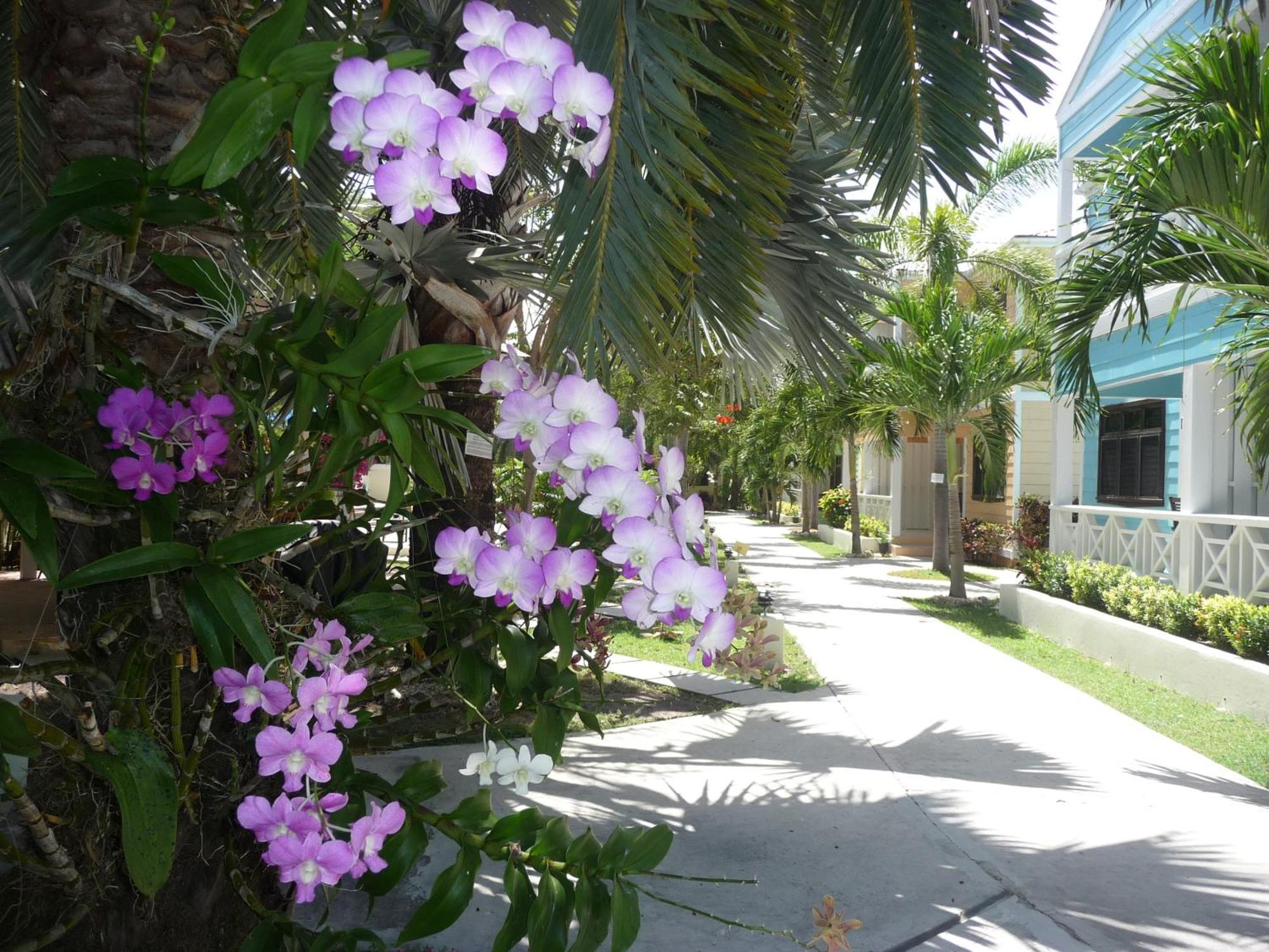 Buccaneer Beach Club Дикенсон-Бей Экстерьер фото